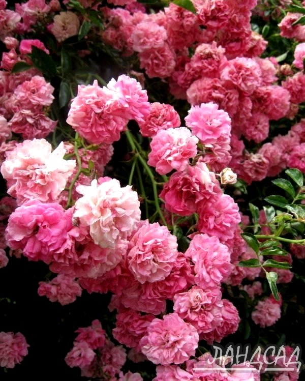 Роза плетистая Дороти Перкинс (Dorothy Perkins) - Плетистые розы, купить с  доставкой по Москве и Московской области, сорта, цены за штуку, названия,  фото