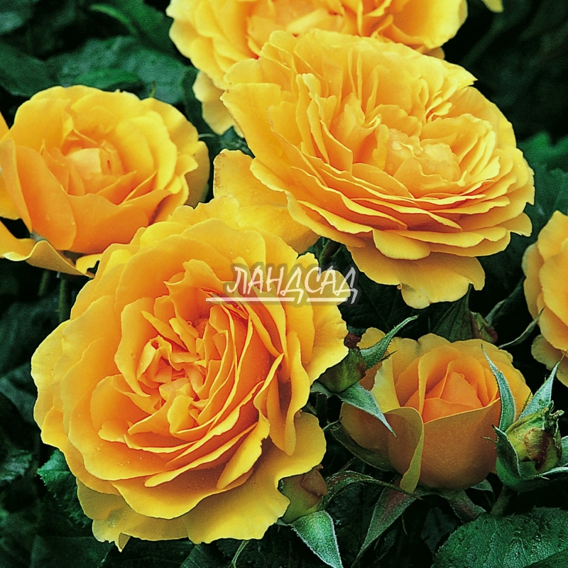 Амбер Куин - Amber Queen (Modern Standard Rose): описание, характеристики, фото и отзывы