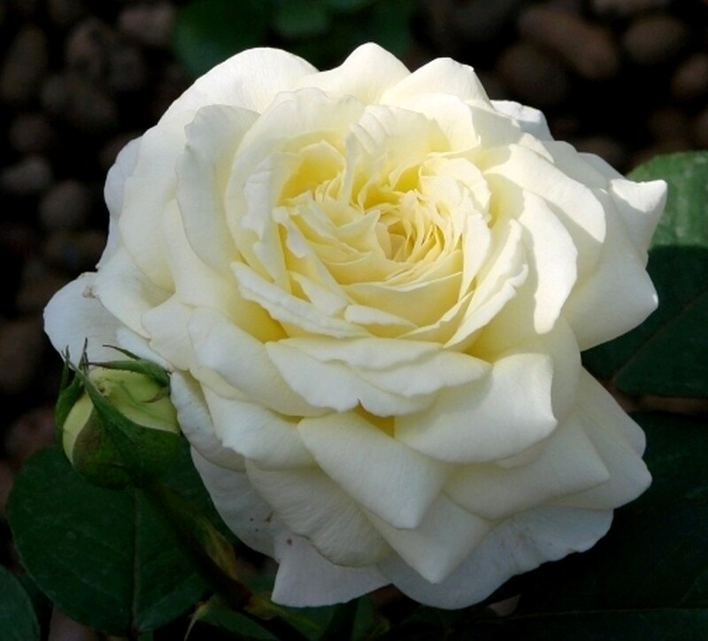 Характеристика розы Жанна Моро