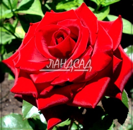 Чайно гибридная роза Лавли ред (Lovely Red) – характеристика, описание сорта с фото, отзывы садоводов