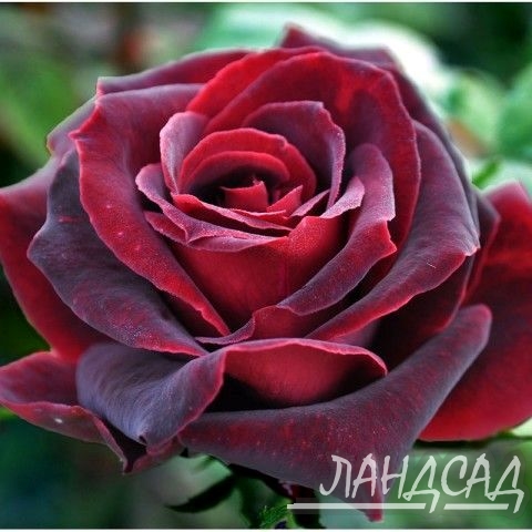 роза черный принц описание