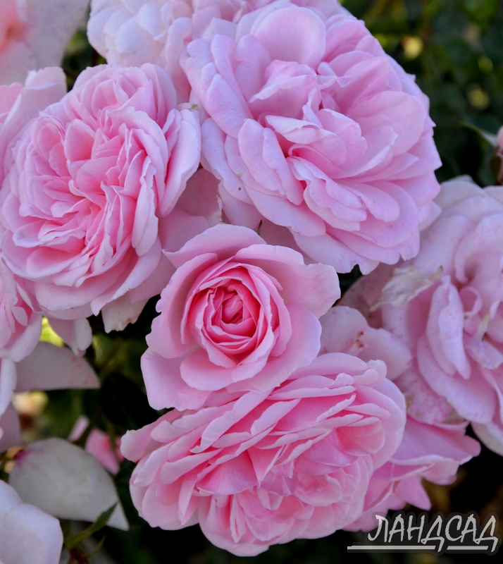 Роза флорибунда Хоум энд Гарден (Home & Garden) - Розы флорибунды, купить с доставкой по Москве и Московской области, цены за штуку, названия, фото