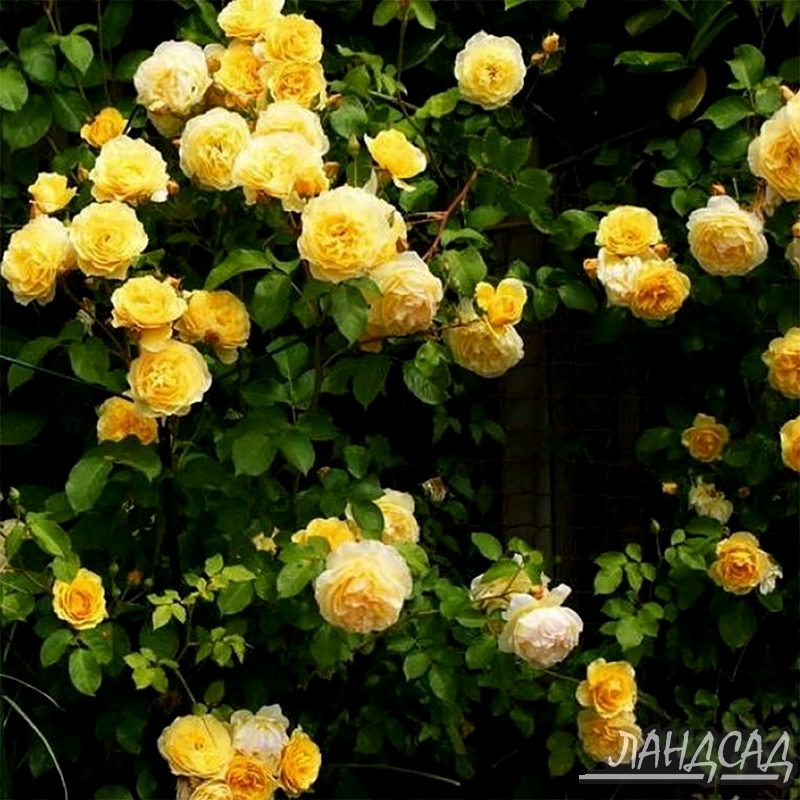 плетистые розы казино фото