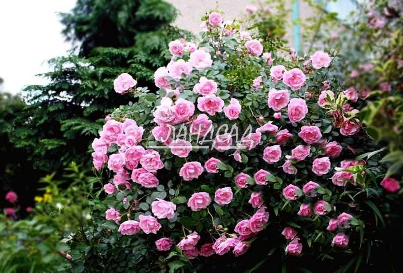 Роза флорибунда Боника 82 (Bonica 82) - Розы флорибунды, купить с доставкой  по Москве и Московской области, цены за штуку, названия, фото
