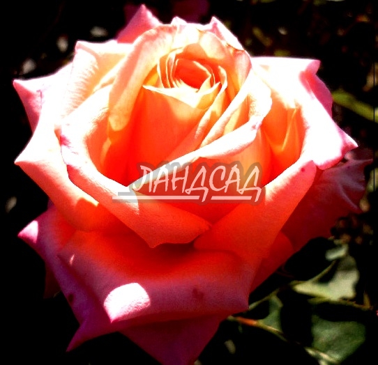 Роза Аве Мария: особенности и характеристика сорта