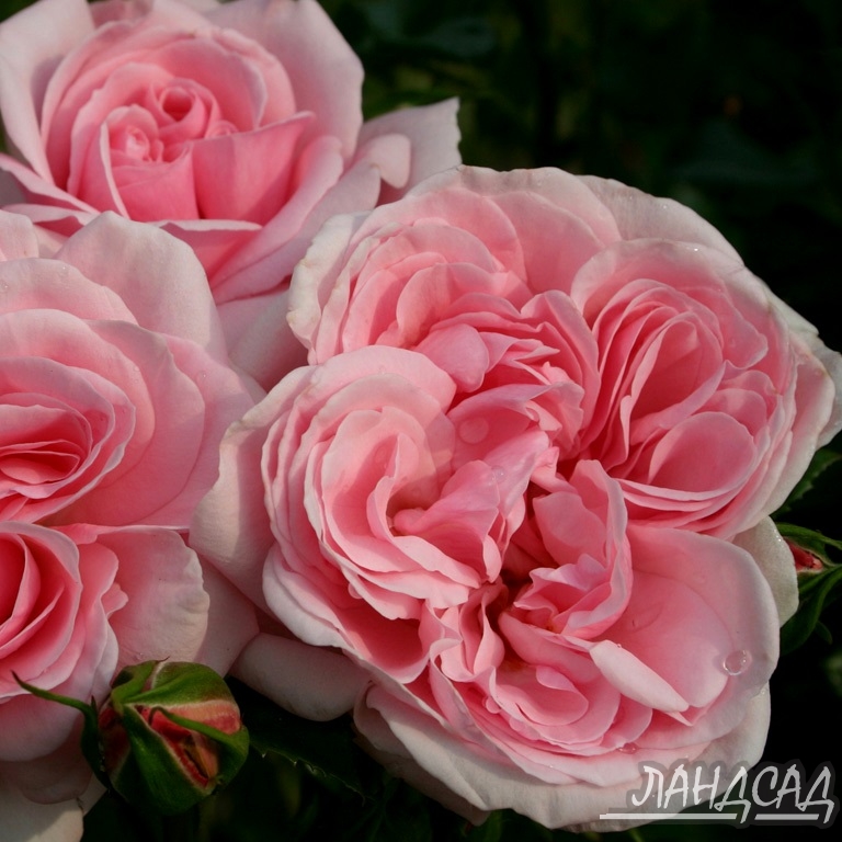 Роза флорибунда Хоум энд Гарден (Home & Garden) - Розы флорибунды, купить с доставкой по Москве и Московской области, цены за штуку, названия, фото